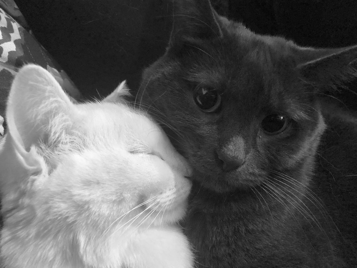 ℰℋ𝒜ℬ ♡ (@pepo200a) on Twitter photo 