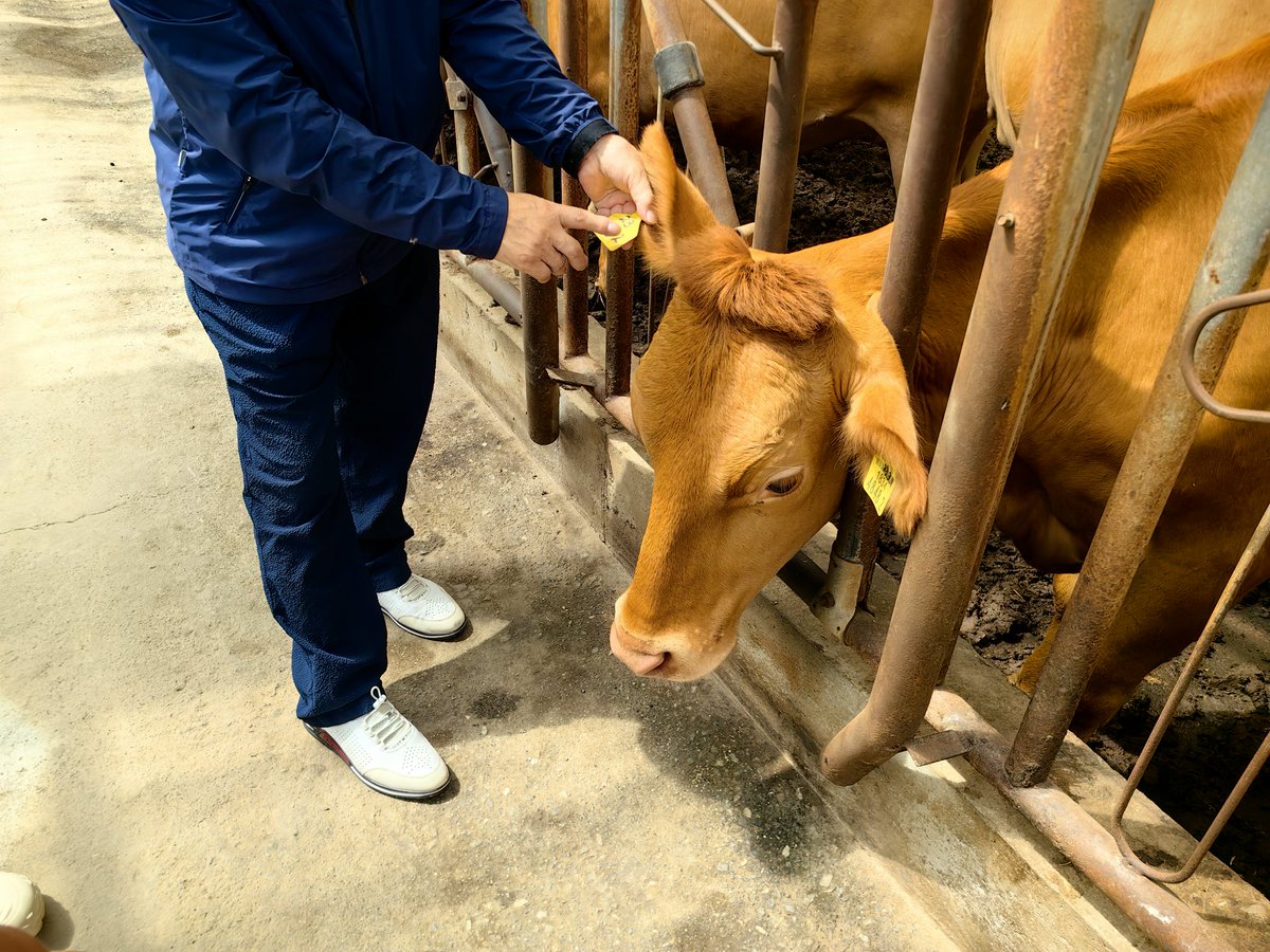 非常有名的横城韩韩牛
유명한 횡성한우!
#한우