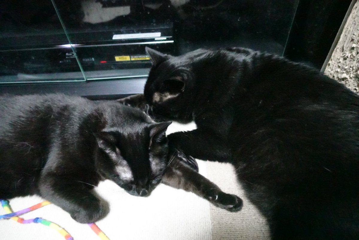 kojiro_noir's tweet photo. 同じ体勢で寝てるきょうだい
＃保護猫　＃猫と暮らす　＃猫のいる暮らし　＃黒猫 https://t.co/rylsDDC2lb