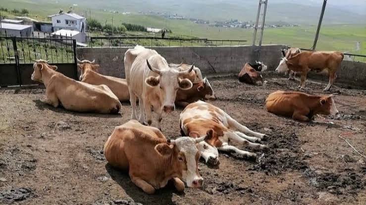 "Ardahan'da 10 bin inek öldü"
"Antalya'da köpeklere 1500'dönümlük yaşam alanı yapılacak"
Şap aşıları ile inekler ve koyunlar öldürülürken bakımlı köpek sayısı da artıyor. Bize köpek eti mi yedirecekler? 
Bizi köpeklere mi yedirecekler?

Aşılar tehlikeli...