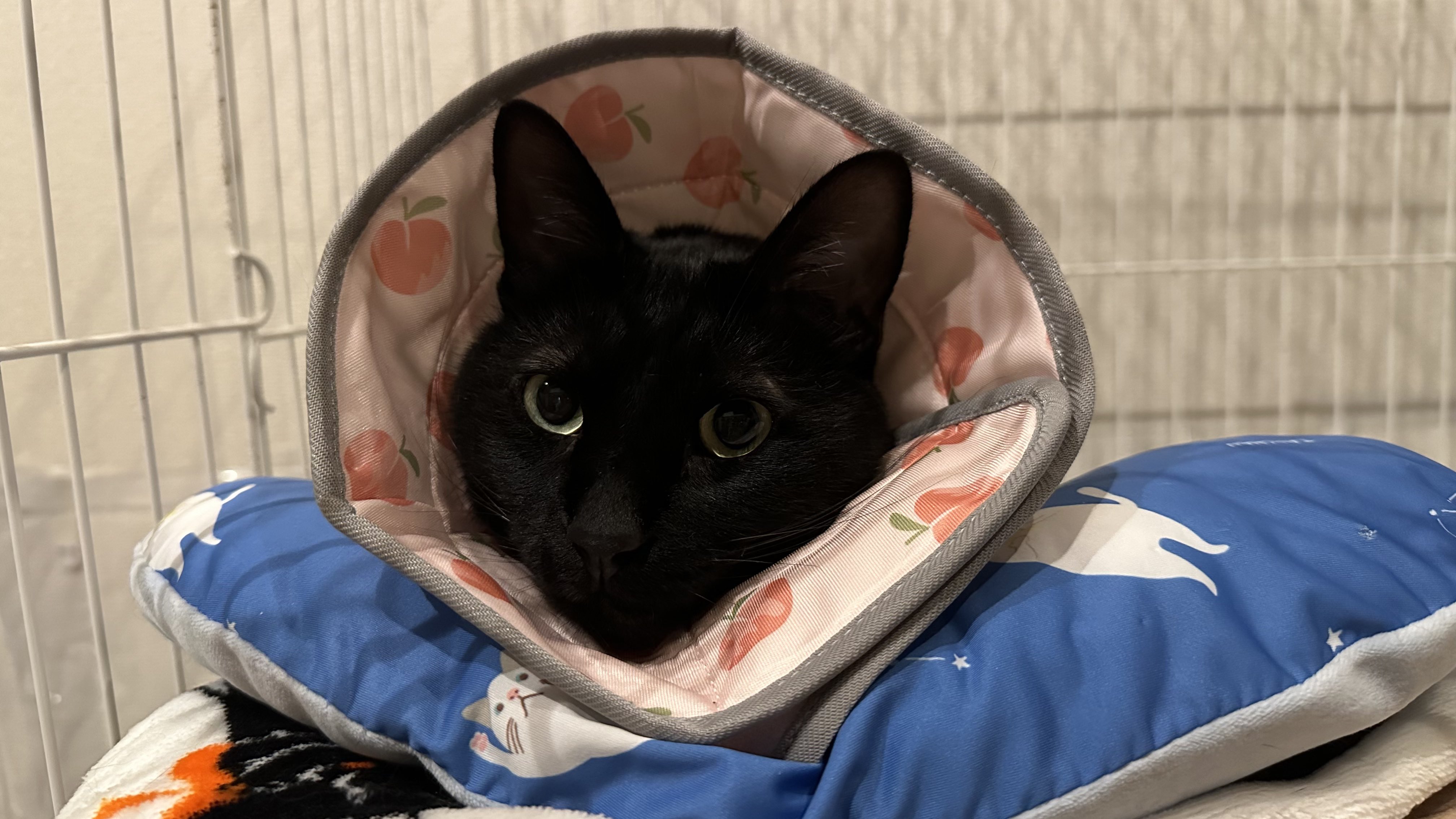 黒猫トニー on X: 