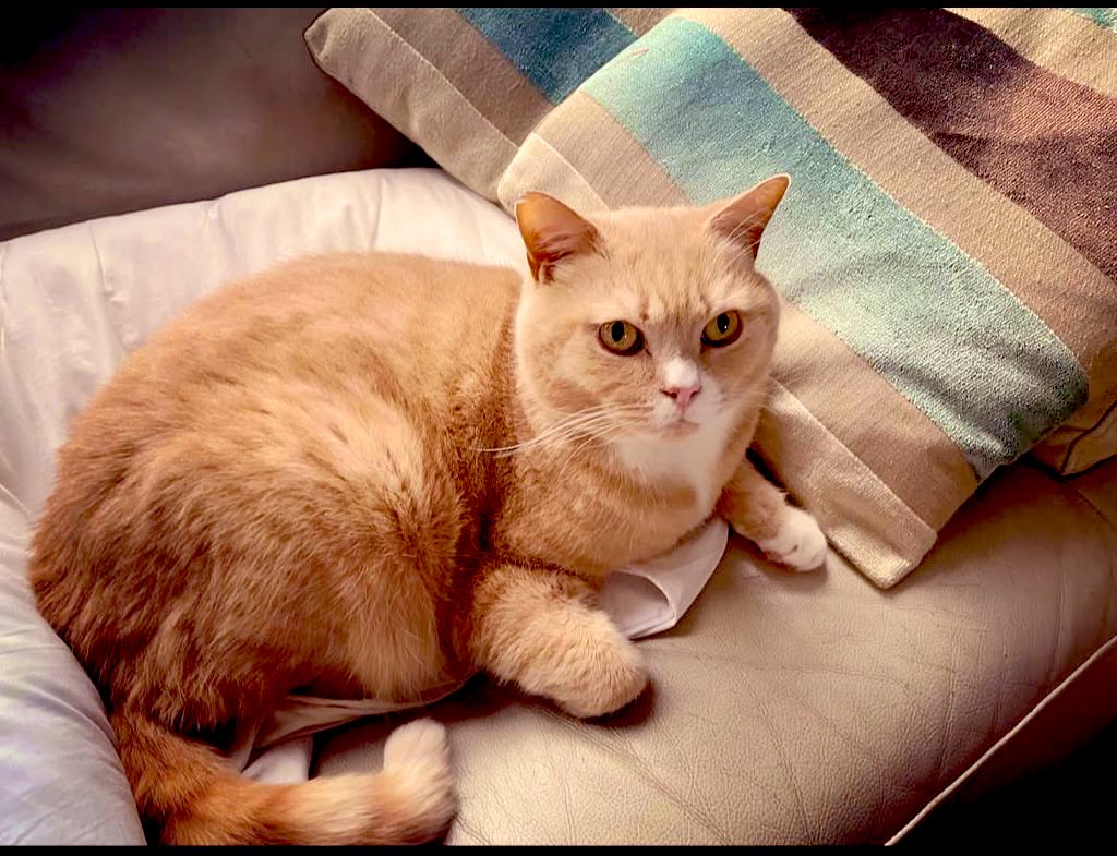 Dis my furiends cat Bernie. He suddenly went over the rainbow bridge and now his mum is so so so sad and lost without him 😿😿😿 
Could my furiends pwease reply with their rainbow kitties who are now looking after beautiful Bernie?  🌈🌈🐾🐈
#MaximilianTyson #CatsOfTwitter
