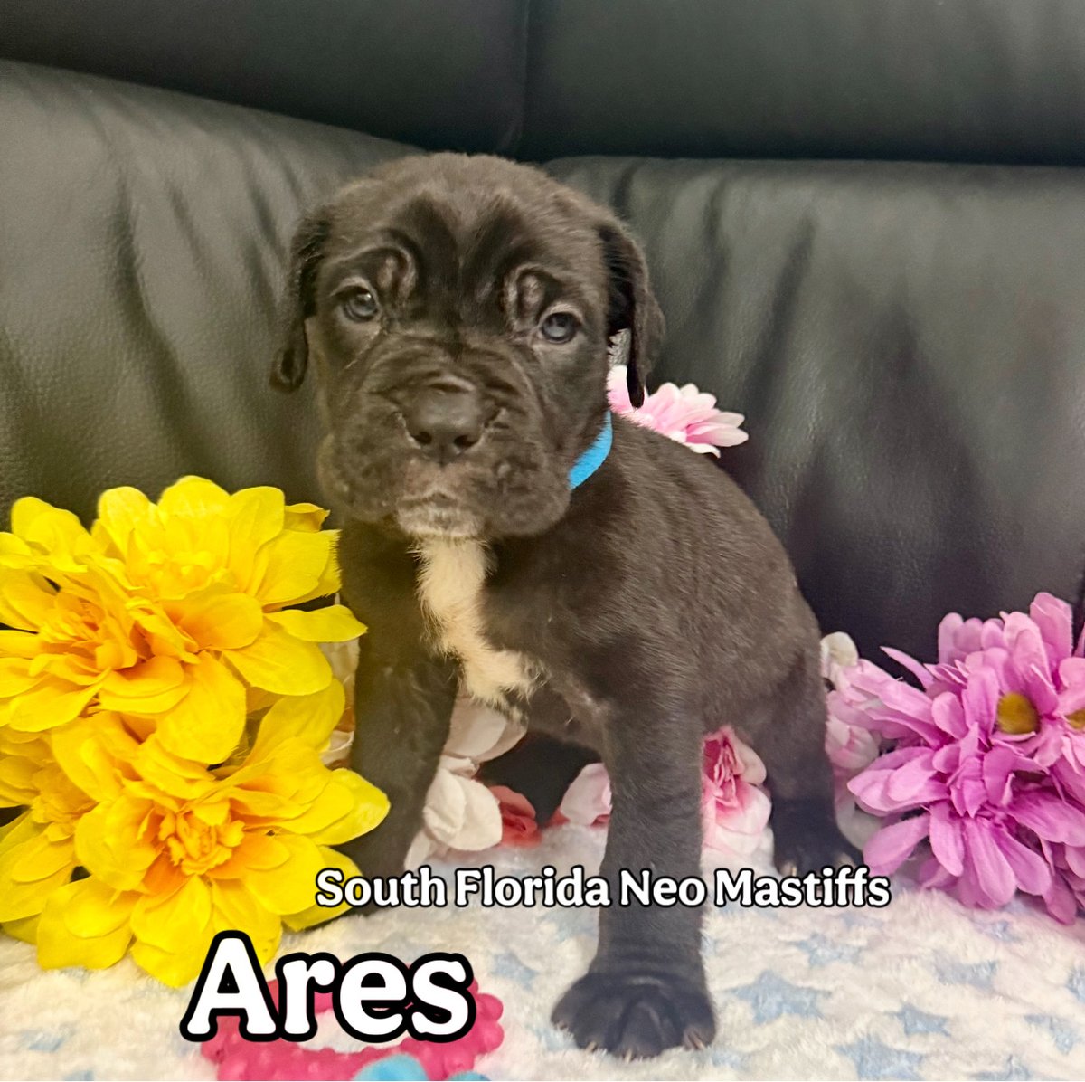 jforth305's tweet image. 🌟 Discover how South Florida Neo Mastiffs embrace socialization! Their family-oriented approach ensures these gentle giants thrive in loving environments. Learn more:neapolitanmastiffbreeder.com u #NeoMastiffs #DogSocialization
