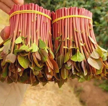 الي يبغي يشتغل جمله يجي وتس اوتصال الخط جهاز00967736621274