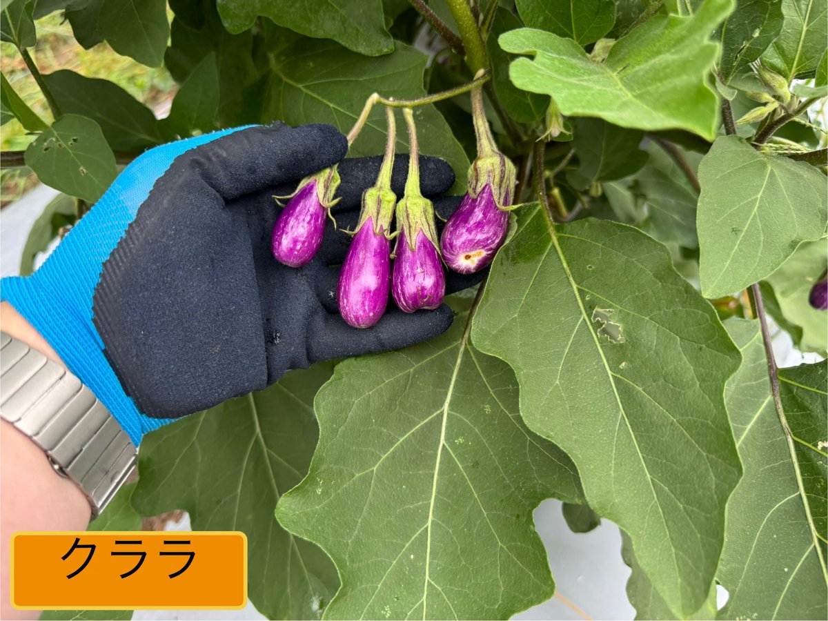 佐賀県到着〜
今日は、かや農園さんで初めて野菜の収穫をさせていただきました😭🥬
まだまだ知らない野菜があってびっくり笑
生で食べたのもすごく美味しかったです👏
楽しめたので、明日の1日練習しっかり頑張ります💪

#卓球 
#個人レッスン
#佐賀県
#かや農園