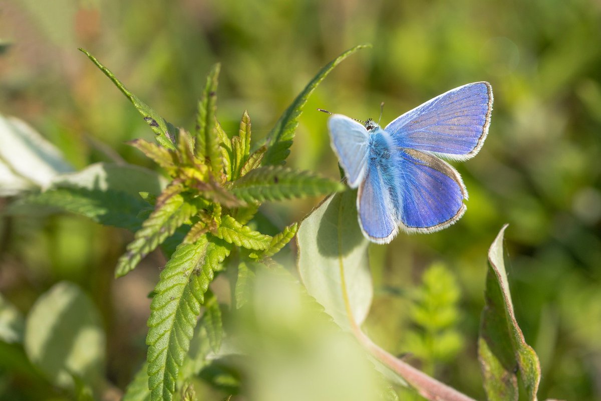 De Vlinderstichting publiceerde deze maand schrikbarend hoge gehalten aan pesticide in natuurgebieden. 

Vlinderstichting vindt meer pesticide in natuur dan gemeten in landbouwbodems: 
stichtingagrifacts.nl/vlinderstichti…
