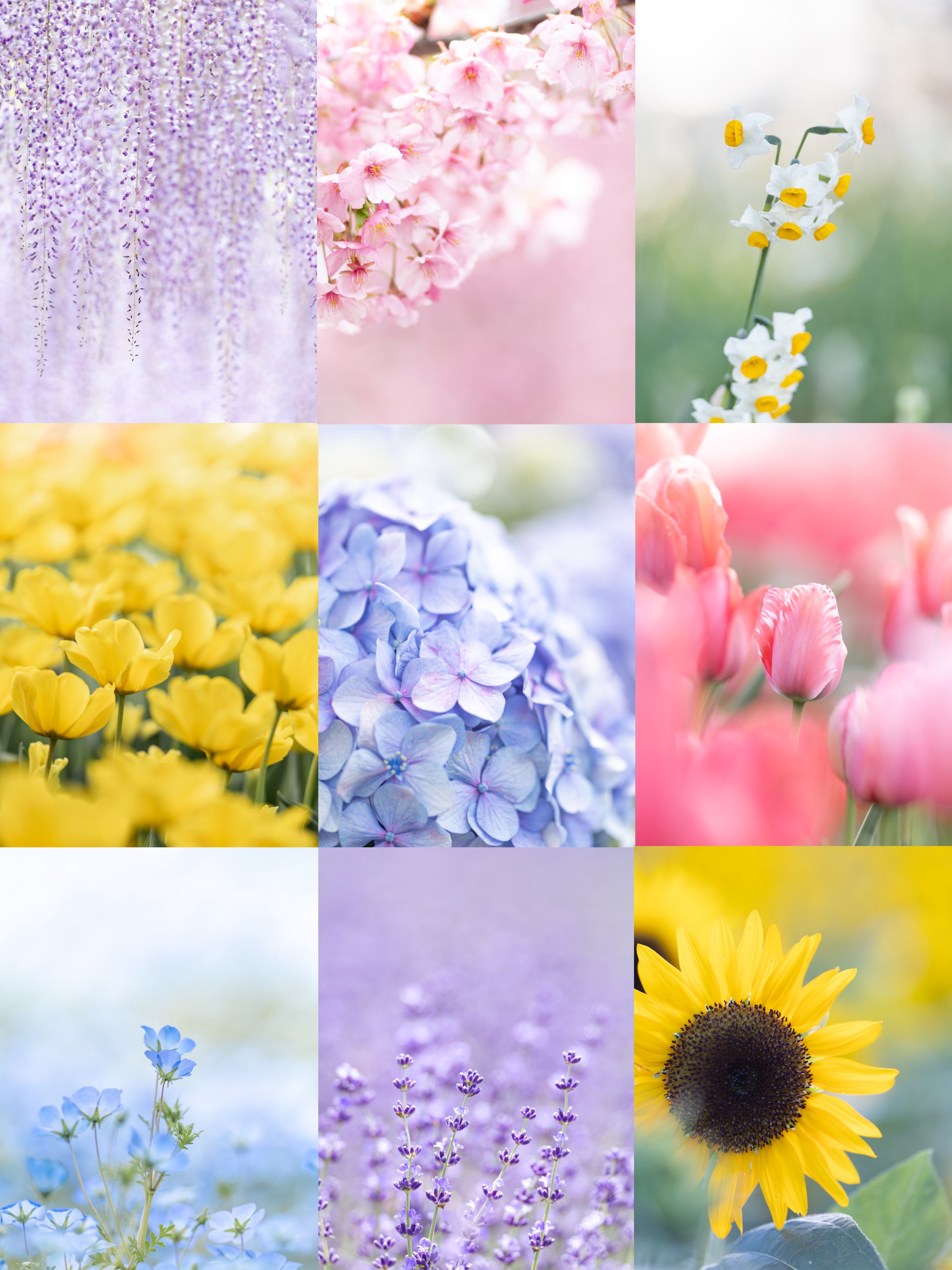 花の日 - البحث / X