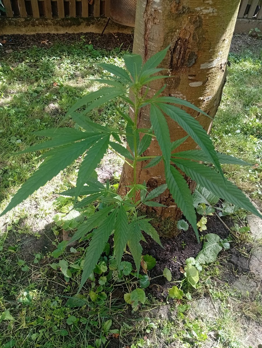 Irgendjemand hat über Nacht ne Graspflanze bei mir verbuddelt Junge 😹💔