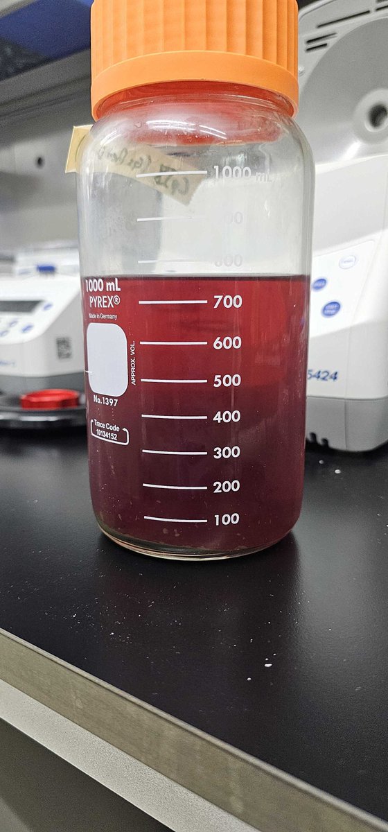 Kyle J. Lauersen (@kylelauersen) on Twitter photo Update, medium from two 400 mL flasks 🧪 (minus sampling losses) produced this beautiful color. From <a href="/MLPMasson/">Mauricio LPM</a>. #galdieria coproporphyrin IX Update, medium from two 400 mL flasks 🧪 (minus sampling losses) produced this beautiful color. From <a href="/MLPMasson/">Mauricio LPM</a>. #galdieria coproporphyrin IX