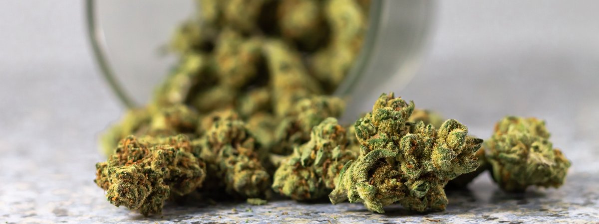 CIAGENETICS's tweet image. 🌿Maconha no Quintal de Geral 🌿

Um espaço pra quem quer aprender, cultivar, conversar e fazer parte de uma Comunidade Canábica de verdade.

🍃 Troca de ideia
🌱 Dicas de cultivo
📰 Notícias
😂 Memes
🎓 Aprendizados

Sem julgamentos. Só respeito, informação e evolução.