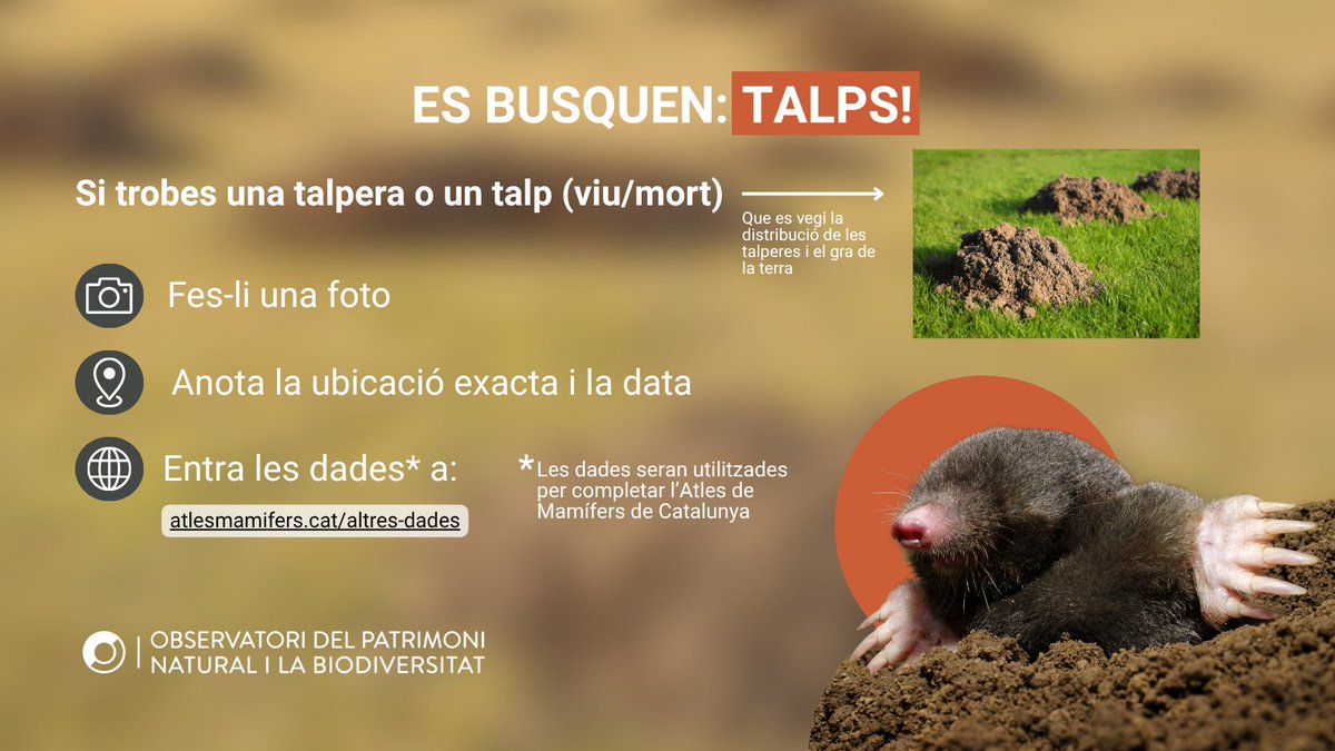 Seguim necessitant cites de talps i talperes! 
🔎N'has vist alguna recentment? Aquestes dades ens permetran completar l'Atles de Mamífers de Catalunya.

Et deixem tots els detalls a la targeta👇