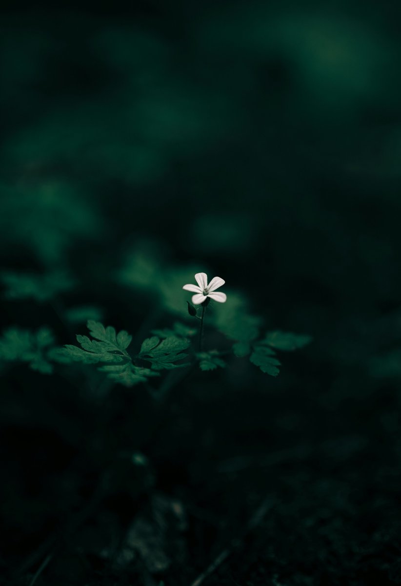 Termos2k's tweet image. Growing and glowing, softly but surely
