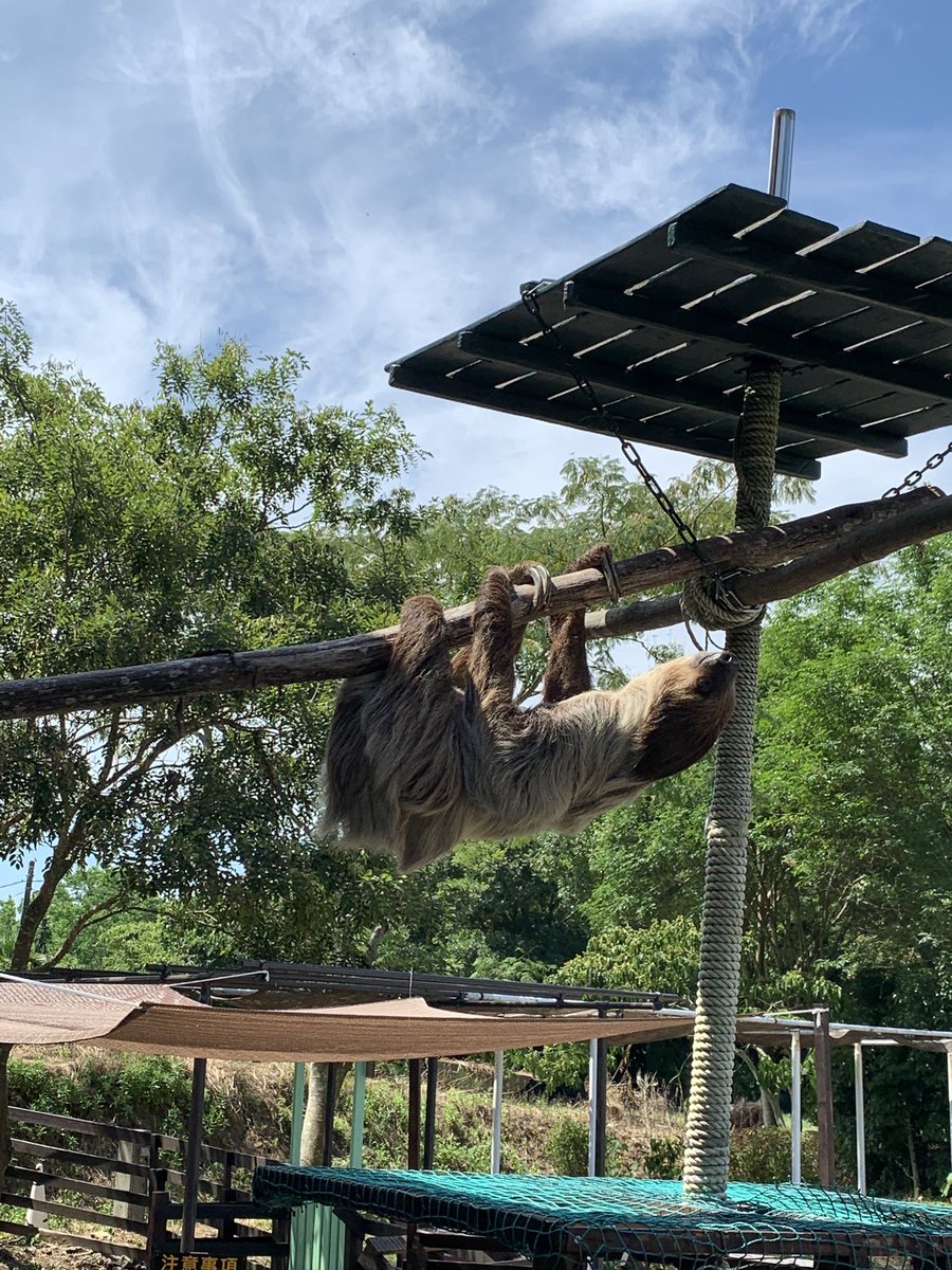 ナマケモノさん。
ちょうど家から出てきたところでした‼️
真上を通っていかれました✨
可愛かったです❤️
#秋吉台サファリランド