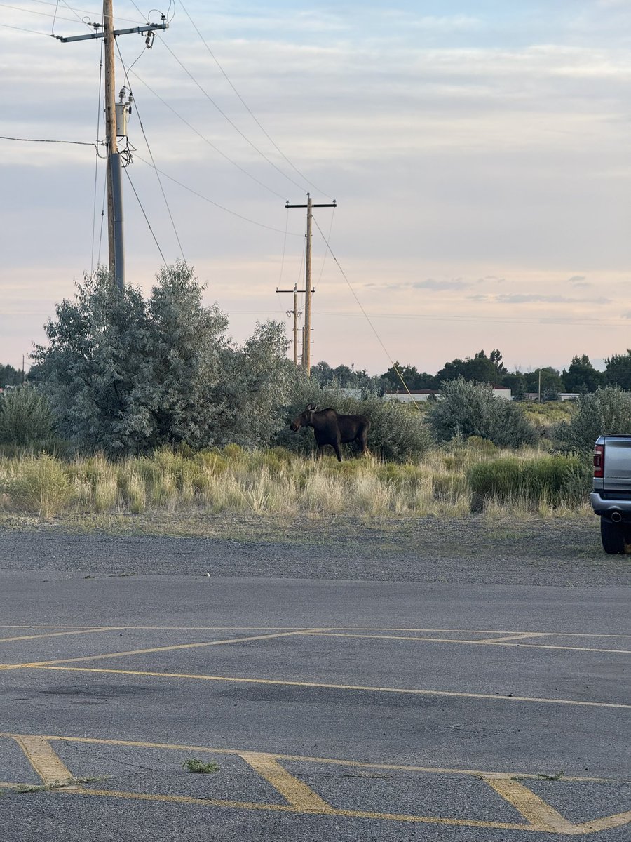 Good morning, moose. Spotted near the Alamosa airport this Thursday morning. Photos by Isabella Sopala. #SanLuisValley #Colorado