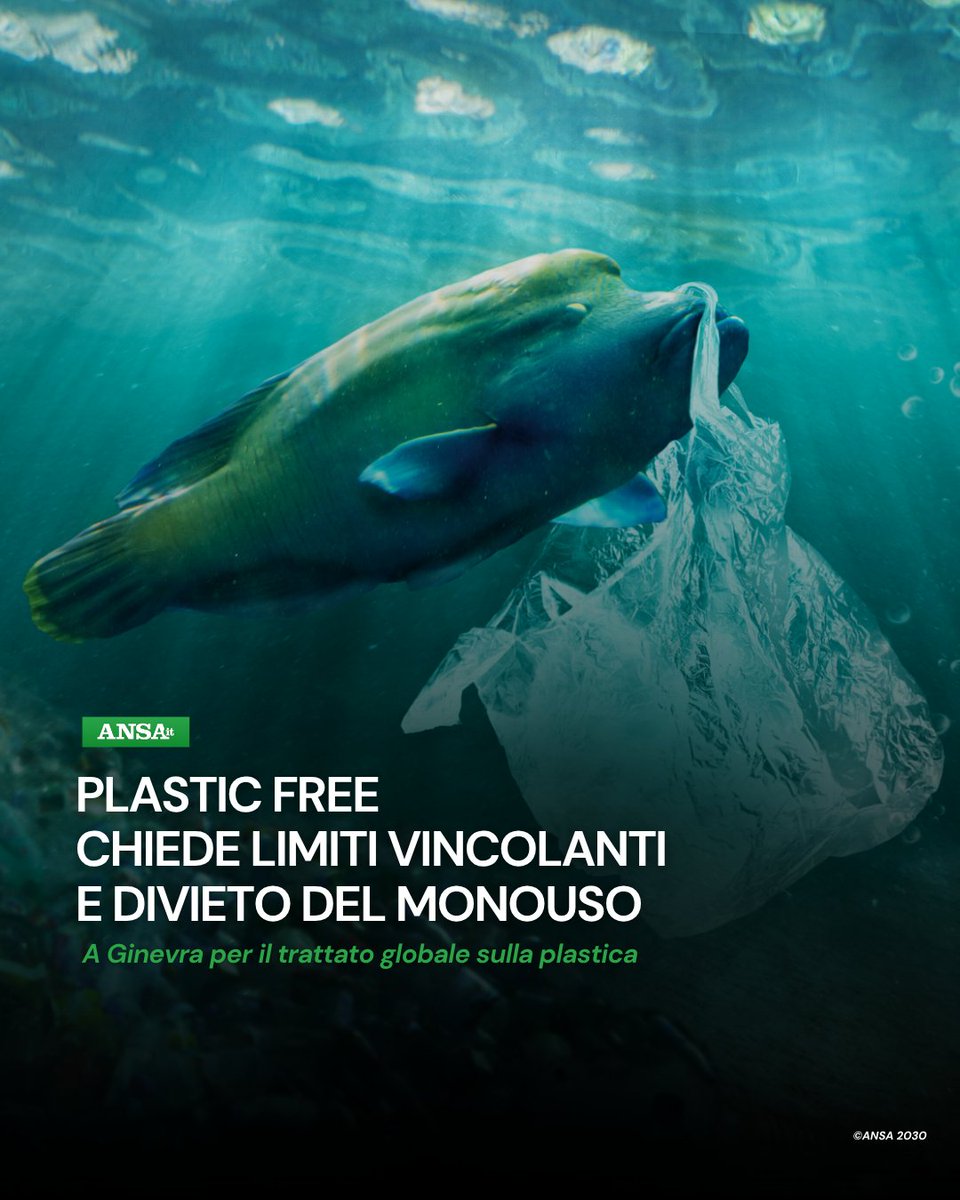 Plastic Free Onlus è l'unica italiana a prendere parte ai negoziati a Ginevra per la stesura del trattato globale contro l'#inquinamento da plastica: chiede di imporre un tetto globale e obbligatorio alla produzione di #plastica vergine.
#ANSAAmbiente
➡ bit.ly/4fKQEE1