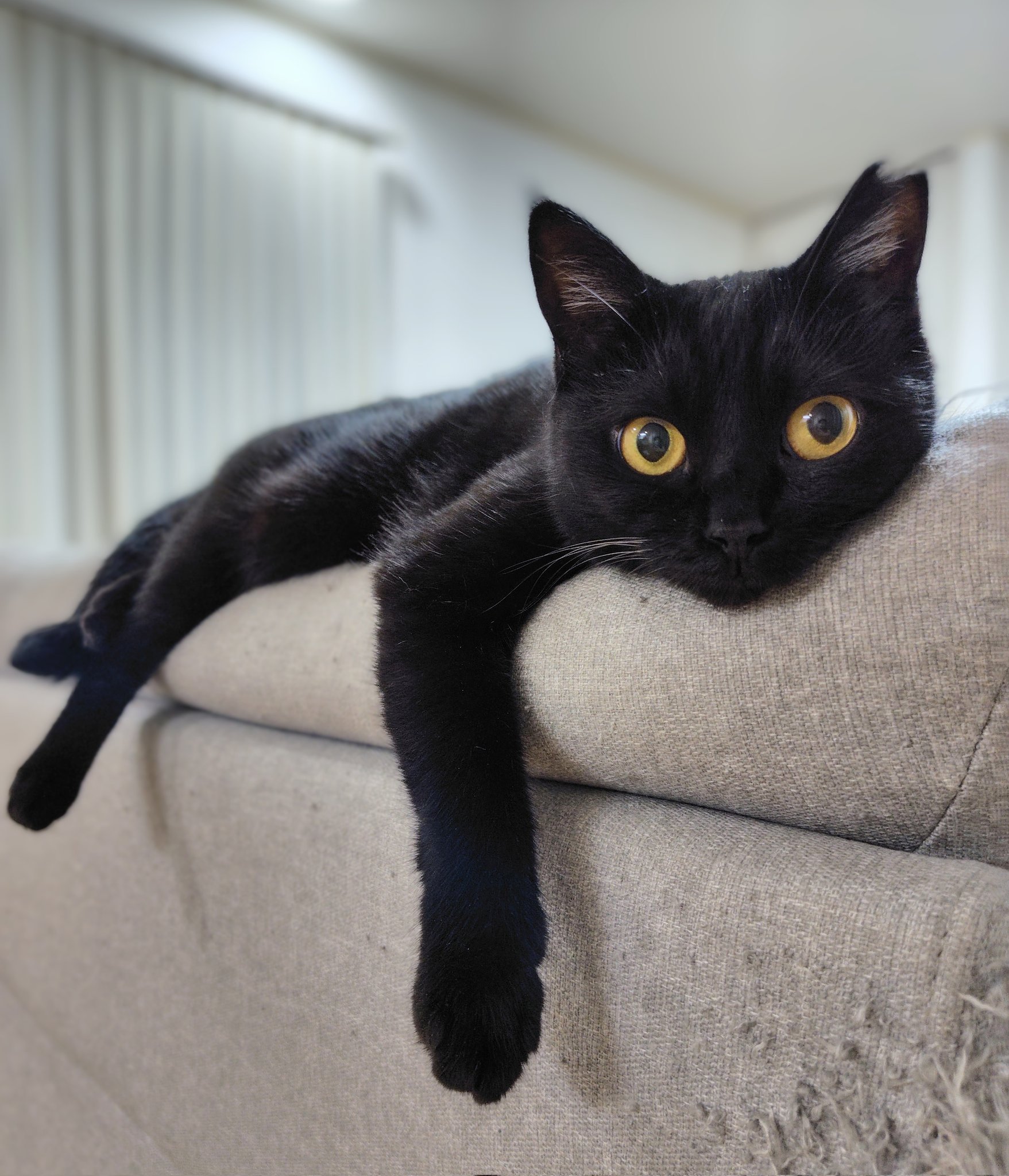 夢見る黒猫 Flying Girl Black Cat: Rare cat fortunes have unexpected