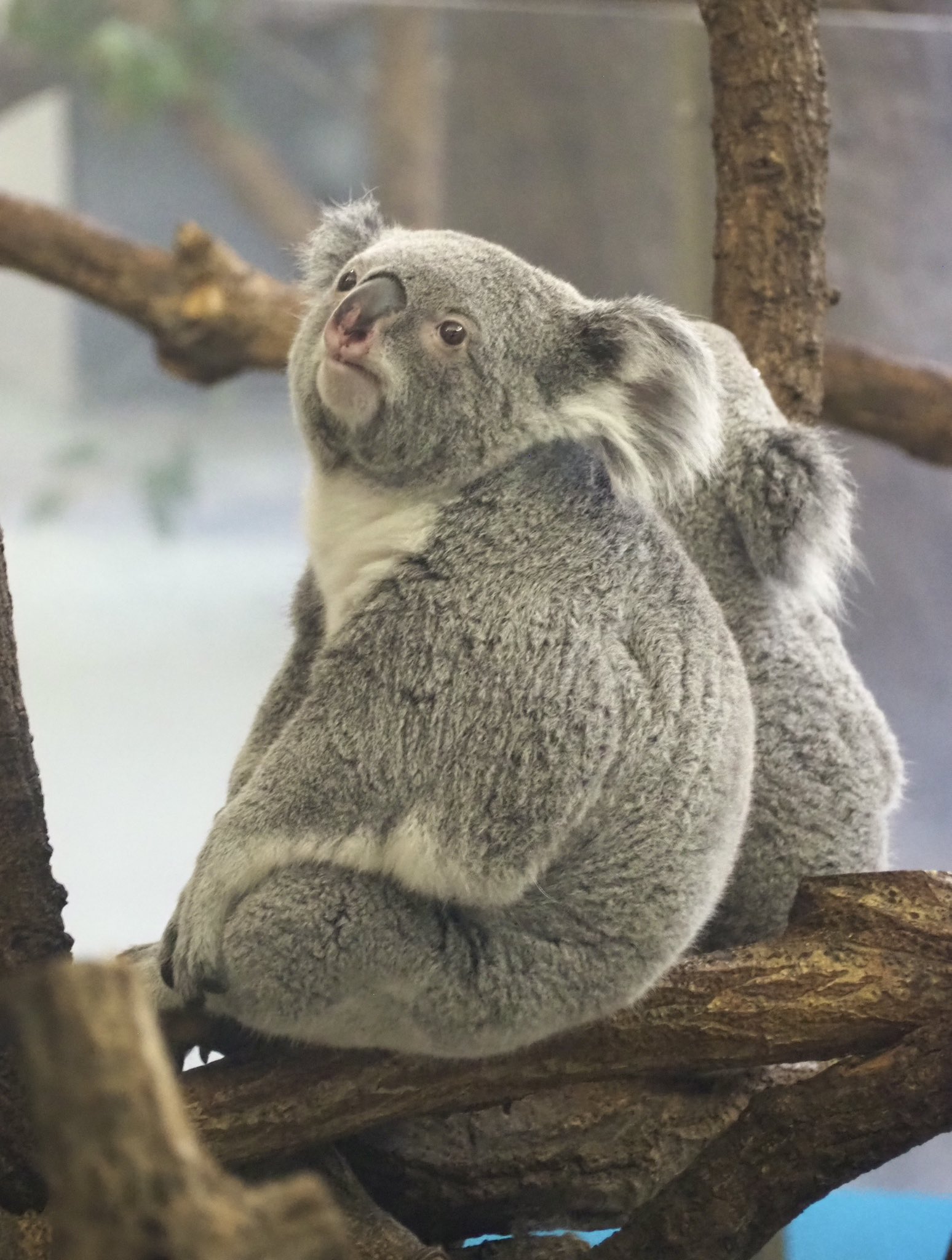 【多分・・本物】動物の〇ちゃんを素材としたプラクルアン。すごい金運＆幸運らしい… かつ on X: 