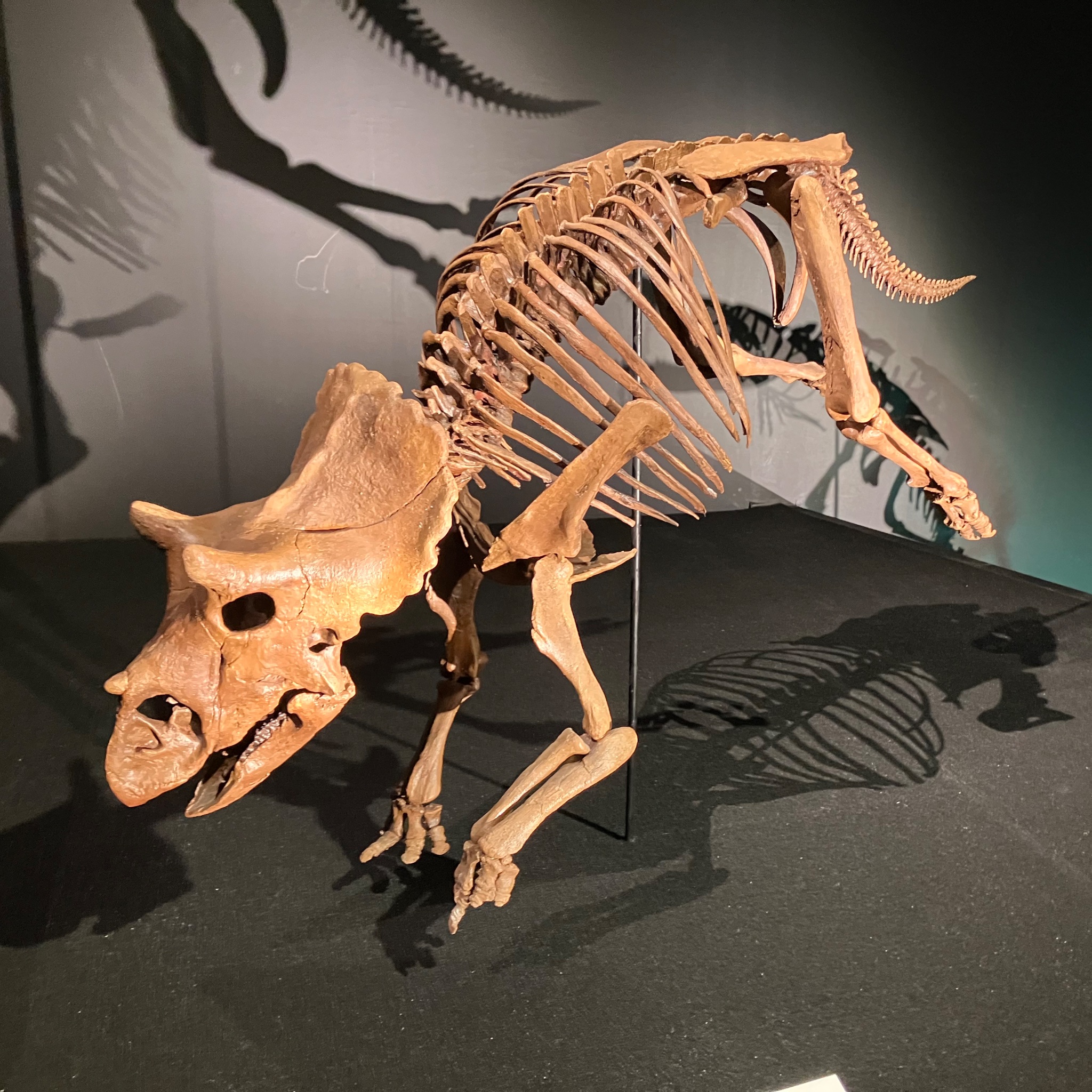 うなぎちゃ∞🦖 on X: 