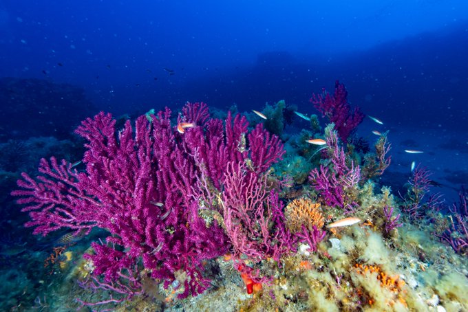 🤩Los fondos coralígenos son una de las bioestructuras más importantes de nuestros mares.

➡️Se producen por debajo de los 20-25 metros.

🌊Es uno de los hábitats marinos de mayor diversidad en España, con más de 300 especies de algas y cerca de 1.300 animales identificados.