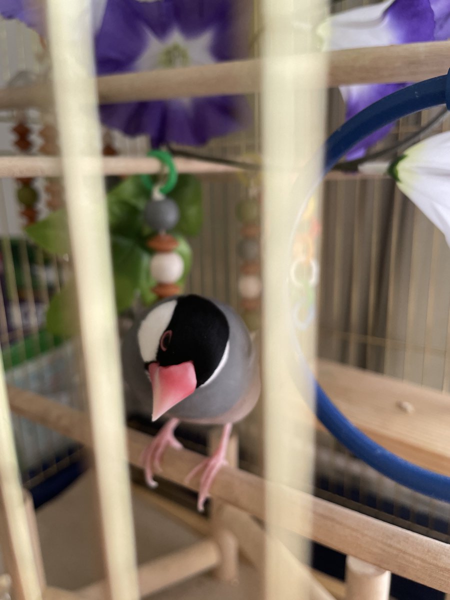 お迎え440日
今日は朝顔と写真が撮れました！
(花は造花です)

#文鳥
#桜文鳥
#文鳥好きと繋がりたい
#TLに可愛い鳥を流そう