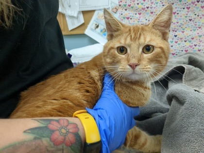 Roger • Domestic Short Hair
Location: Maumee, OH

More info ➜ littlepawsplace.com/redirect/roger…
Adopt from anywhere 🐾

#AdoptDontShop #PetRescue #LittlePawsPlace