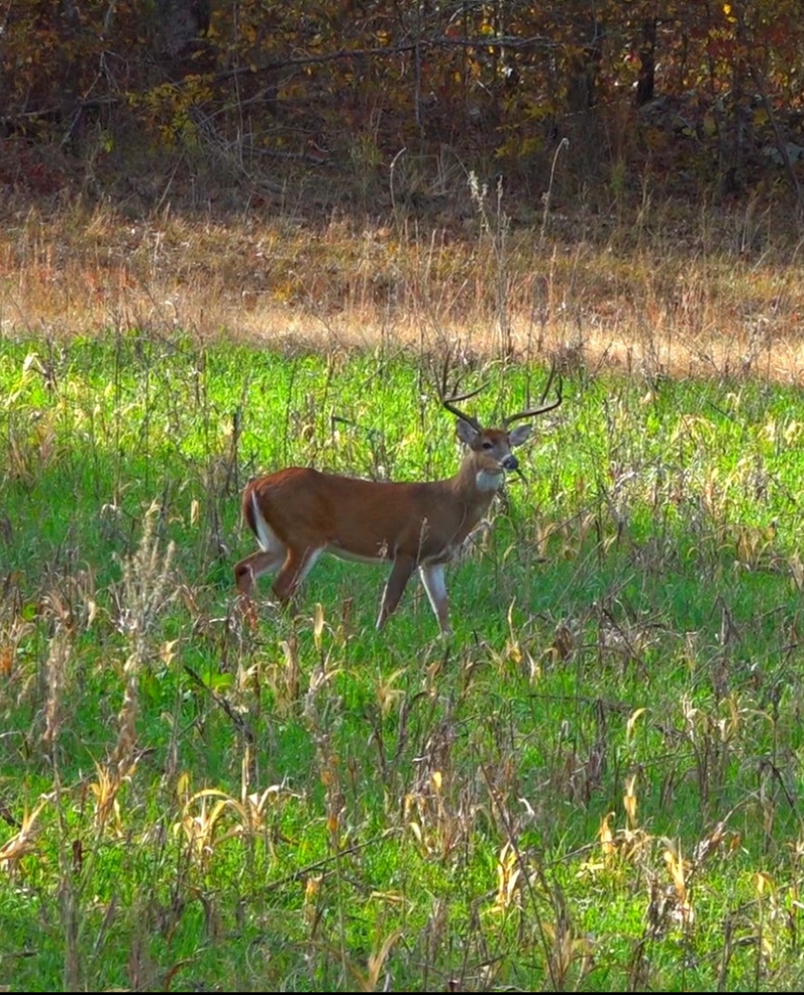 Green Cover Seed tweet media