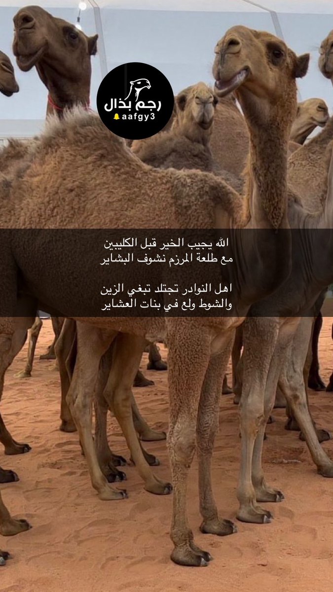 الله يجيب الخير قبل الكليبين 
مع طلعة المرزم نشوف البشاير

اهل النوادر تجتلد تبغي الزين 
والشوط ولع في بنات العشاير

لشاعرها