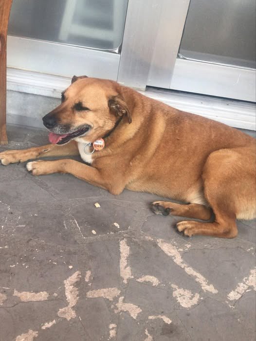İstanbul Hayvan Hakları Platformu (@hhplatformu) on Twitter photo Mahallemizin köpeği Kadıköy'den metrobüse binip Avcılar'a gitmiş.
Taginden görünen yerde bulamadık. Görenler korumaya alıp arayabilir mi? Mahallesine döndürelim.
0533 922 90 51
<a href="/fts_bulut/">Fatma Bulut</a>
0552 515 35 39
@hayvan.hemsiresi.mine.vural Mahallemizin köpeği Kadıköy'den metrobüse binip Avcılar'a gitmiş.
Taginden görünen yerde bulamadık. Görenler korumaya alıp arayabilir mi? Mahallesine döndürelim.
0533 922 90 51
<a href="/fts_bulut/">Fatma Bulut</a>
0552 515 35 39
@hayvan.hemsiresi.mine.vural