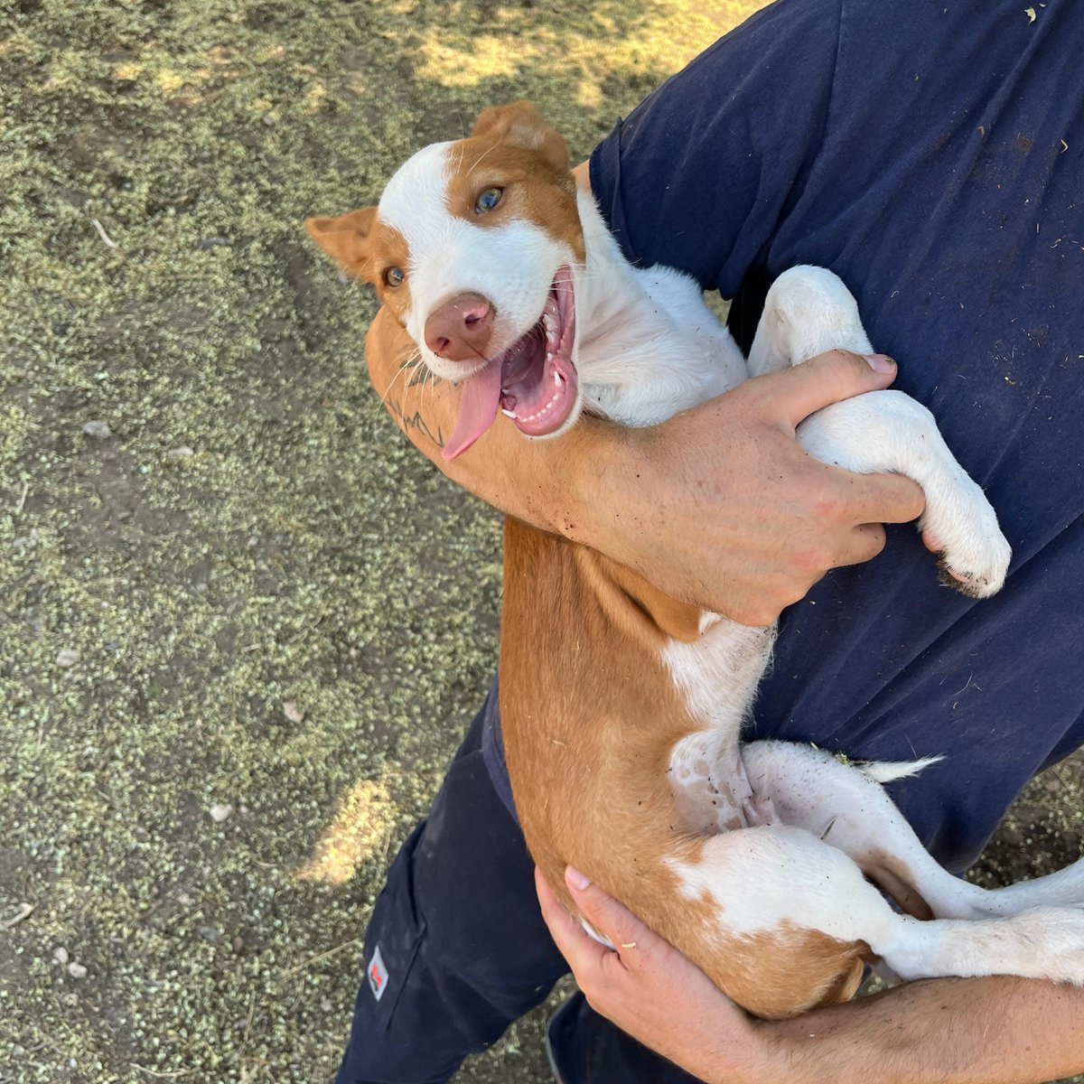 El Refugi dels Peluts (@caaclleida) on Twitter photo Dalton, en adopció
El Dalton és un gos coniller de quatre mesos que està buscant una família que l’adopti.
És un quisso simpàtic, juganer i actiu que necessita una llar on continuar la seua educació.
Vens a conèixer-lo? ❤️
<a href="/paerialleida/">Ajuntament de Lleida</a> <a href="/lleidaenverd/">Lleida en verd</a> Dalton, en adopció
El Dalton és un gos coniller de quatre mesos que està buscant una família que l’adopti.
És un quisso simpàtic, juganer i actiu que necessita una llar on continuar la seua educació.
Vens a conèixer-lo? ❤️
<a href="/paerialleida/">Ajuntament de Lleida</a> <a href="/lleidaenverd/">Lleida en verd</a>