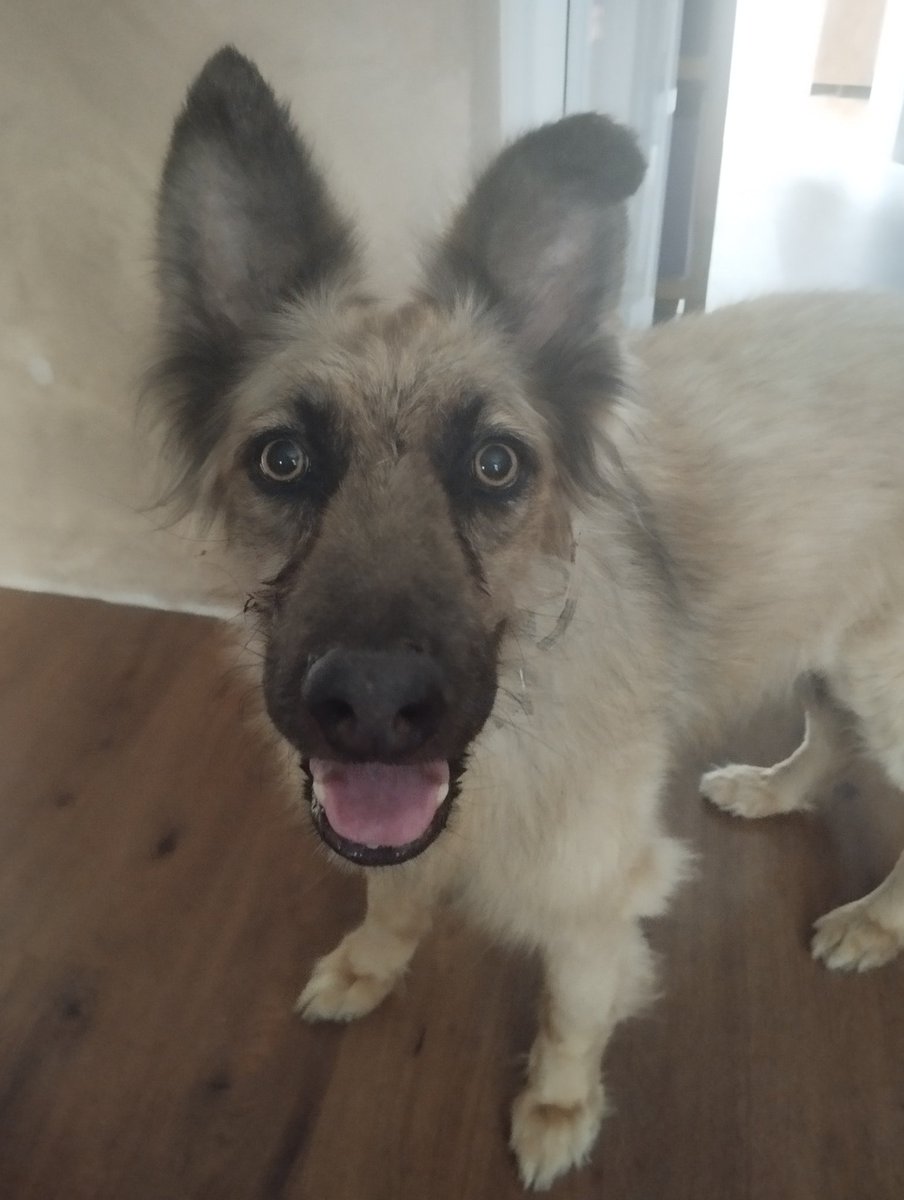 Cinco años después todavía no entiendo cómo te tiraron a la calle con lo HERMOSO Y BUENO que eres dios mío eres mi vida entera ALF te amo 💜