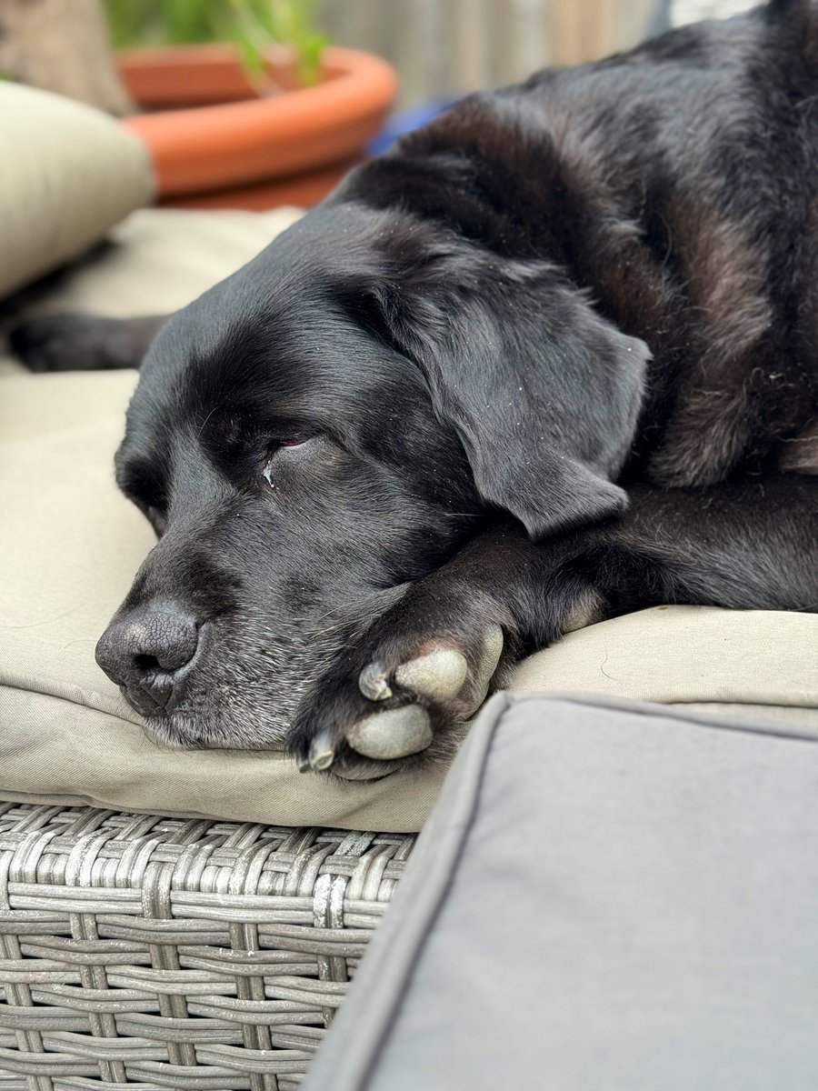 I’m a sleepy pup post hydrotherapy laps 💦💜