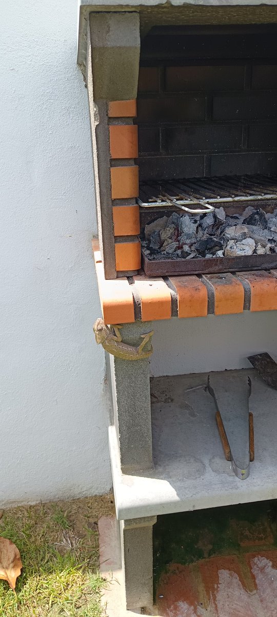 No teníamos pensado comer lagarto. Ibérico sí que es