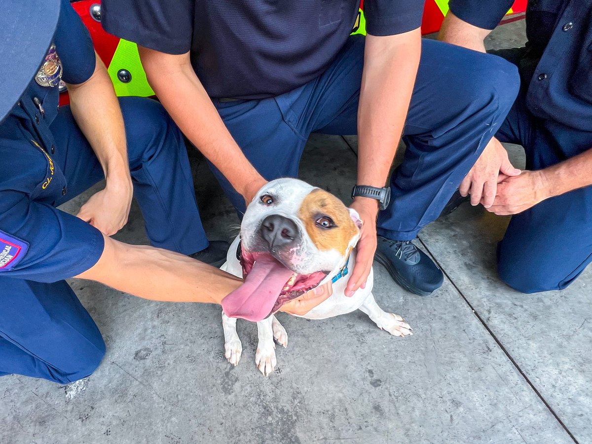 Meet Enzo, a 3 y.o. cuddle bug who loves car rides, playing with his dog friends &amp; is great with kids! 

Stop by <a href="/PetCircleWaco/">PetCircleWaco</a> TODAY to see if he is a good fit for your family!

Thanks <a href="/WacoTXFire/">Waco Fire Department</a> Station 7 for taking time to play with Enzo!

#wacotexas #wacofire #petcirclewaco