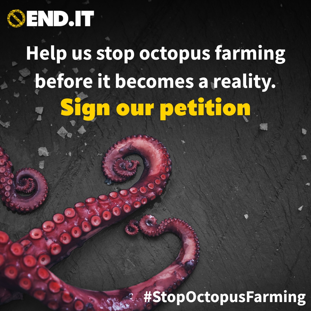 🐙 Octopuses are fascinating, intelligent, and sentient wild animals. We can’t allow them to be exploited on factory farms. 
We must #StopOctopusFarming before it can become a reality – sign our petition here: bit.ly/43WFQ1E