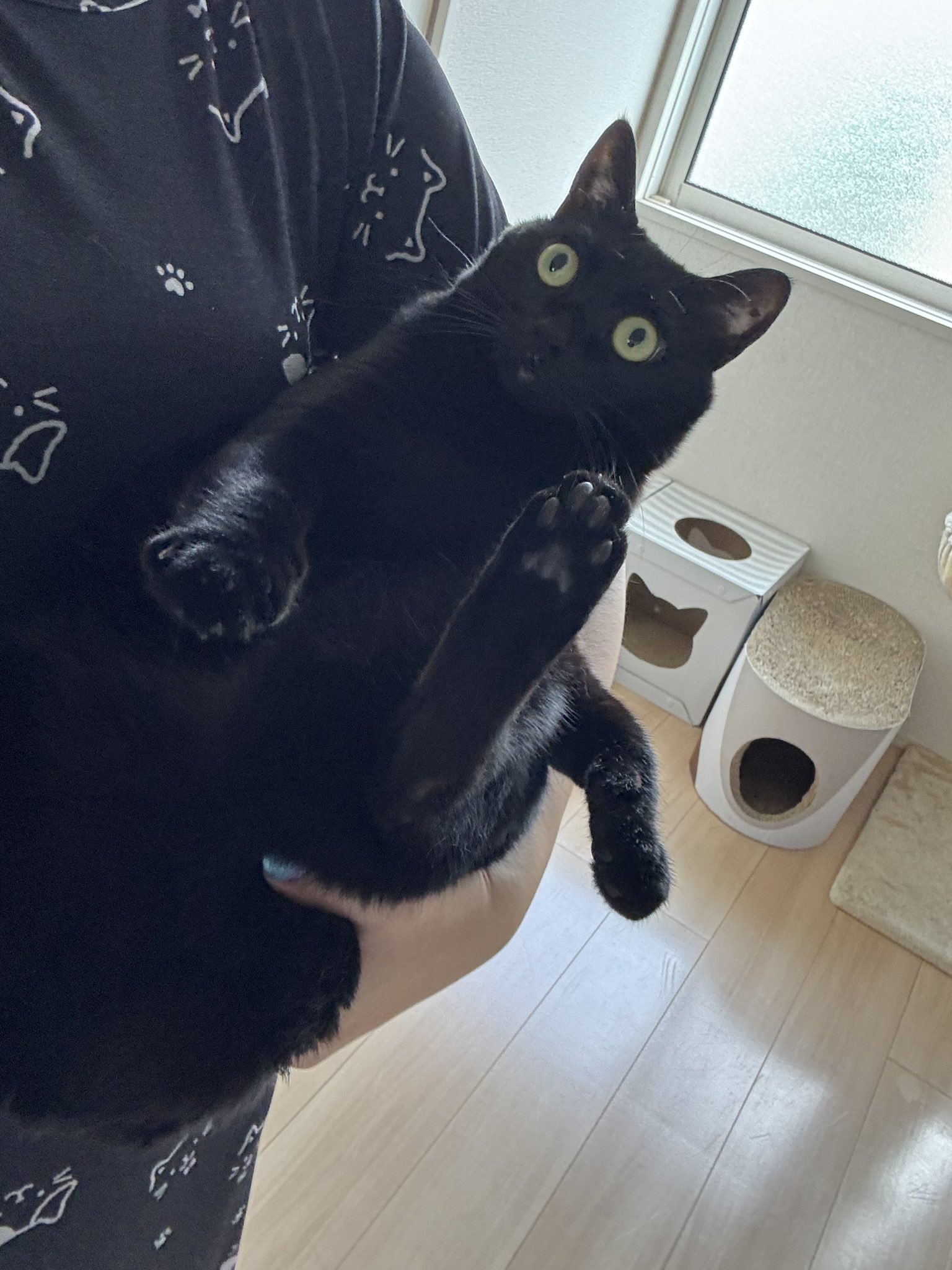 Johnny&#39;s - 黒猫　 Amazon.co.jp: ZIPPO(ジッポー) Black Cat ブラック キャット 黒
