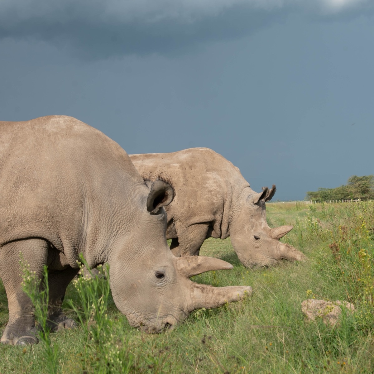 As an Amazon Associate, I earn from qualifying purchases. Listening to the audio Podcast "The Ultimate Kindle Scribe Toolbar Guide" at buzzsprout.com/2186769/episod…  which is paired with the video Podcast "Kindle Scribe Toolbar" on YouTube at youtu.be/JbLYMznoda0In this Podcasts, we