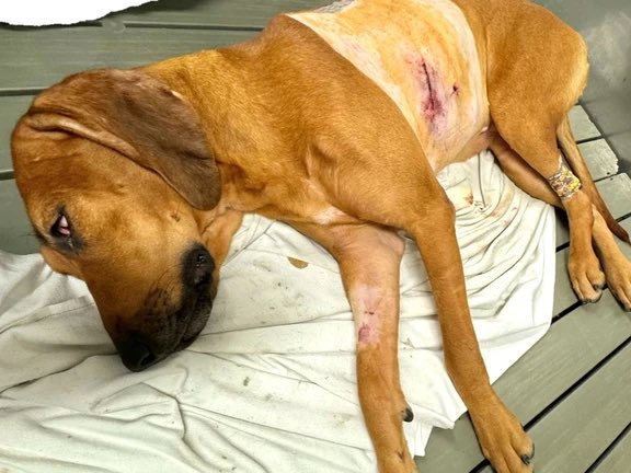 Horrifying. Western University is complicit. #AnimalCruelty #AnimalRights