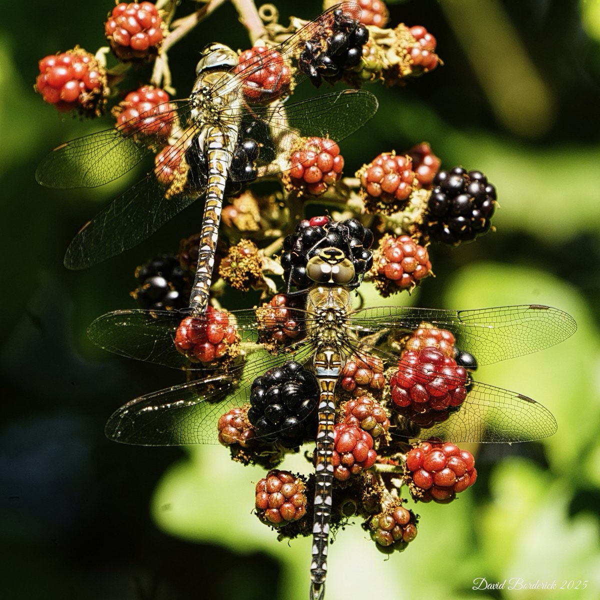 David Borderick (@daveborderick) on Twitter photo Migrant Hawkers at SWT Hen Reedbeds this morning <a href="/suffolkwildlife/">SuffolkWildlifeTrust</a> <a href="/coastalwarden/">SWT North East Suffolk Warden</a> <a href="/SWT_NE_Reserves/">Suffolk Wildlife Trust North East Reserves</a> β¦<a href="/BDSdragonflies/">British Dragonfly Society</a>β© Migrant Hawkers at SWT Hen Reedbeds this morning <a href="/suffolkwildlife/">SuffolkWildlifeTrust</a> <a href="/coastalwarden/">SWT North East Suffolk Warden</a> <a href="/SWT_NE_Reserves/">Suffolk Wildlife Trust North East Reserves</a> β¦<a href="/BDSdragonflies/">British Dragonfly Society</a>β©