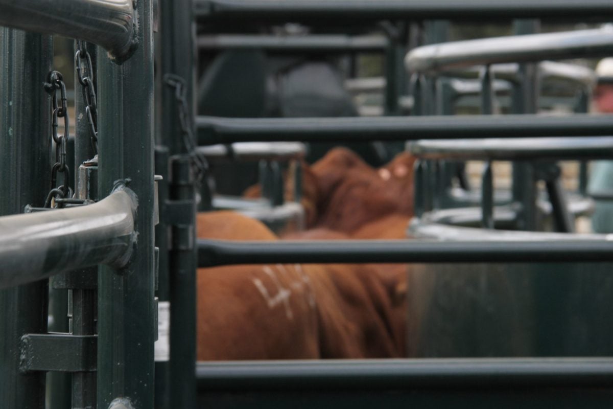 Canadian Cattle Association focused on CUSMA review as trade talks with U.S. continue. vist.ly/32k9d
