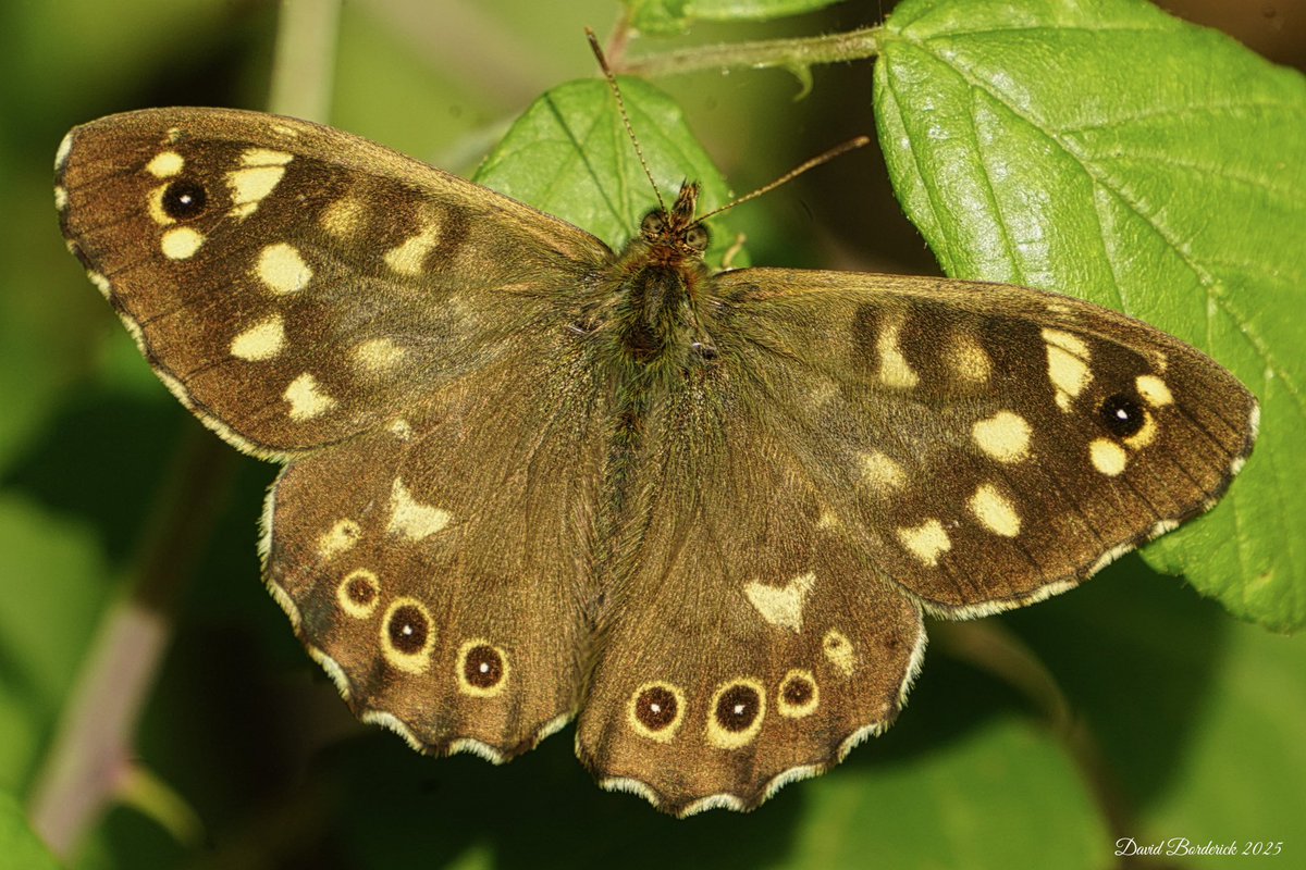 David Borderick (@daveborderick) on Twitter photo Speckled Wood this morning at SWT Hen Reedbeds, Suffolk <a href="/coastalwarden/">SWT North East Suffolk Warden</a> <a href="/suffolkwildlife/">SuffolkWildlifeTrust</a> <a href="/SWTBroadsWarden/">SWTBroadsWarden</a> <a href="/BC_Suffolk/">BC Suffolk Branch</a> <a href="/savebutterflies/">Butterfly Conservation π¦</a> Speckled Wood this morning at SWT Hen Reedbeds, Suffolk <a href="/coastalwarden/">SWT North East Suffolk Warden</a> <a href="/suffolkwildlife/">SuffolkWildlifeTrust</a> <a href="/SWTBroadsWarden/">SWTBroadsWarden</a> <a href="/BC_Suffolk/">BC Suffolk Branch</a> <a href="/savebutterflies/">Butterfly Conservation π¦</a>