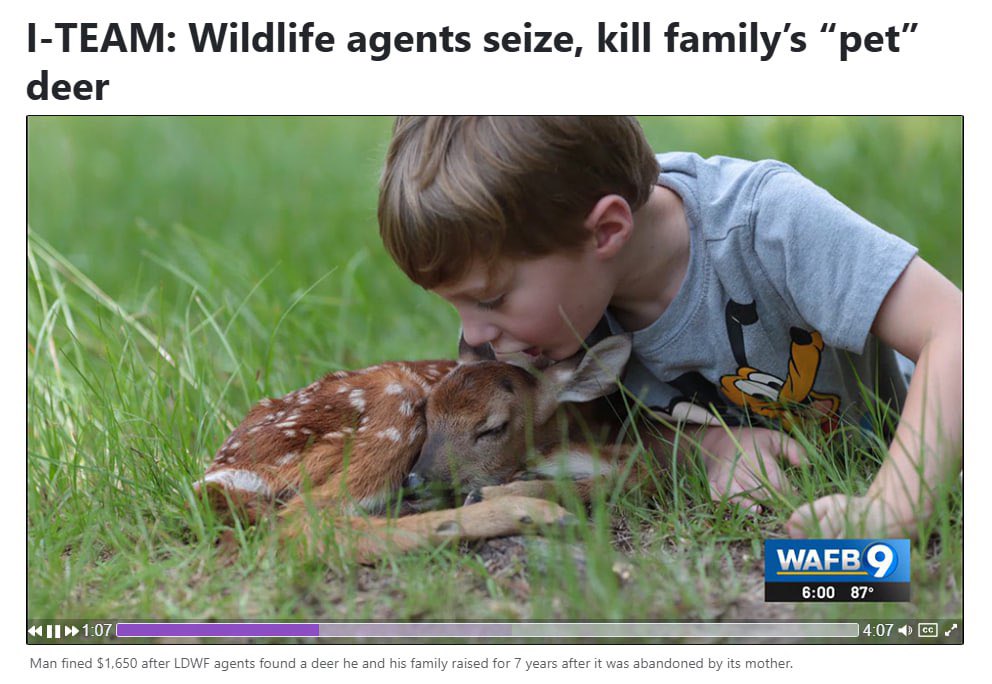 THANOS CryptoInevitable (@tanoscalls) on Twitter photo Little Buck $BUCK
150K good dev
Last December, agents received an anonymous tip that a deer was living on the property.
“Little Buck” became part of the family. Even though the deer was blind.
t.me/LittleBuckETH
0x6EA1d60b031d40663E55831329260A1Da2482E9C
<a href="/LittleBuckERC/">Little Buck</a> Little Buck $BUCK
150K good dev
Last December, agents received an anonymous tip that a deer was living on the property.
“Little Buck” became part of the family. Even though the deer was blind.
t.me/LittleBuckETH
0x6EA1d60b031d40663E55831329260A1Da2482E9C
<a href="/LittleBuckERC/">Little Buck</a>