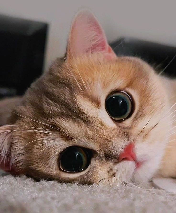 Mood is like the weather, it changes without warning 🌤️️. Sometimes sunny, sometimes cloudy, but the thing is learning how to handle every state ☁️ #mood #Life