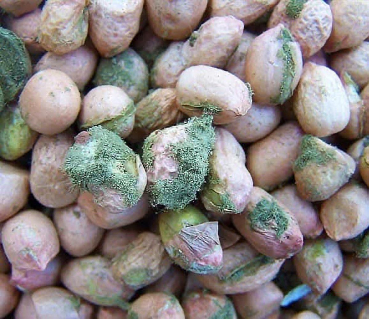 Dr. Mohammed Hamad from Gaza suspects Israel is subjecting the Gaza Strip to biological warfare through food aid and demands immediate investigation from the United Nations.

He says on X: “Aflatoxin B1, a carcinogenic mycotoxin, has been found in white beans and legumes, and the