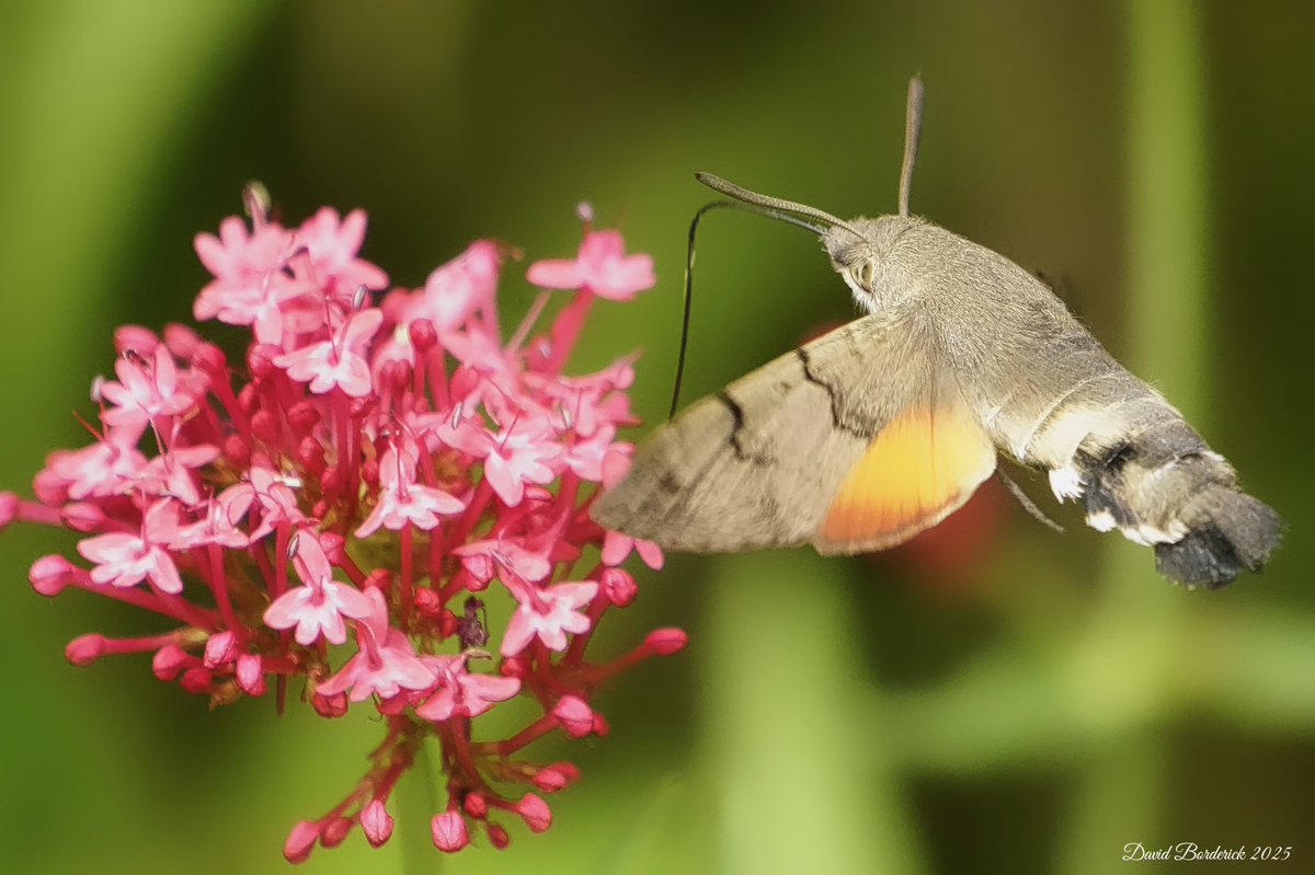 David Borderick (@daveborderick) on Twitter photo Hummingbird Hawkmoth in our #kessingland garden this afternoon <a href="/LowestoftLizard/">Terry Dactyl</a> <a href="/BC_Suffolk/">BC Suffolk Branch</a> <a href="/savebutterflies/">Butterfly Conservation π¦</a> <a href="/MOTHIDUK/">UK Moth Identification</a> Hummingbird Hawkmoth in our #kessingland garden this afternoon <a href="/LowestoftLizard/">Terry Dactyl</a> <a href="/BC_Suffolk/">BC Suffolk Branch</a> <a href="/savebutterflies/">Butterfly Conservation π¦</a> <a href="/MOTHIDUK/">UK Moth Identification</a>
