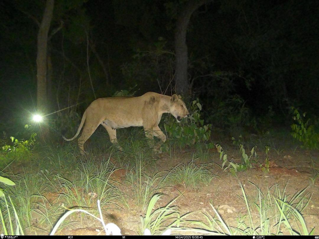Ahead of #WorldLionDay2025, a WCS camera trap photographed the first lioness in Northern CAR since 2019.

“This is a truly exciting and hopeful sign for lions in the region,” said Armand Luh Mfone, WCS’s Director of Programs for CAR.

Read more: bit.ly/4m6ABTj