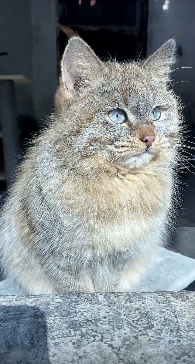Sherry084061856's tweet photo. At 3,800-meter-high in Qilian's rocky outcrops, the world's most enigmatic feline — Pallas's cat scans its domain through slitted amber eyes. #帕拉斯猫 #pallascat #MountainMew #ManulFloof #WildlifeOfThePlateau #CuteButWild https://t.co/7xSU6hlG0J