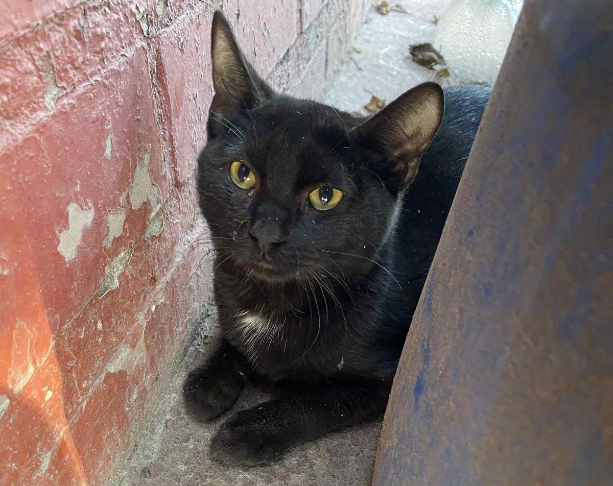 "Esté pequeño está en un colegio en Paine. No nos permiten darle de comer ni de beber. Nos urge sacarlo de ahí. Debe tener 4 meses aproximados. Es muy dócil y cariñoso. Si puedes darle un HT o deseas adoptarlo, comunícate al +56986159173." Favor RT! 
#Paine