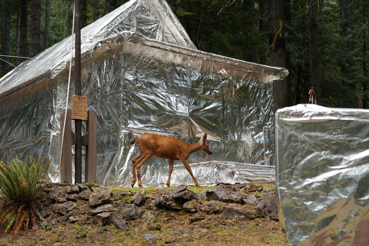 A deer moves past a structure wrapped with fire-resistant foil in Olympic National Park, where the nearby Bear Gulch Fire has been burning in steep terrain since early July.