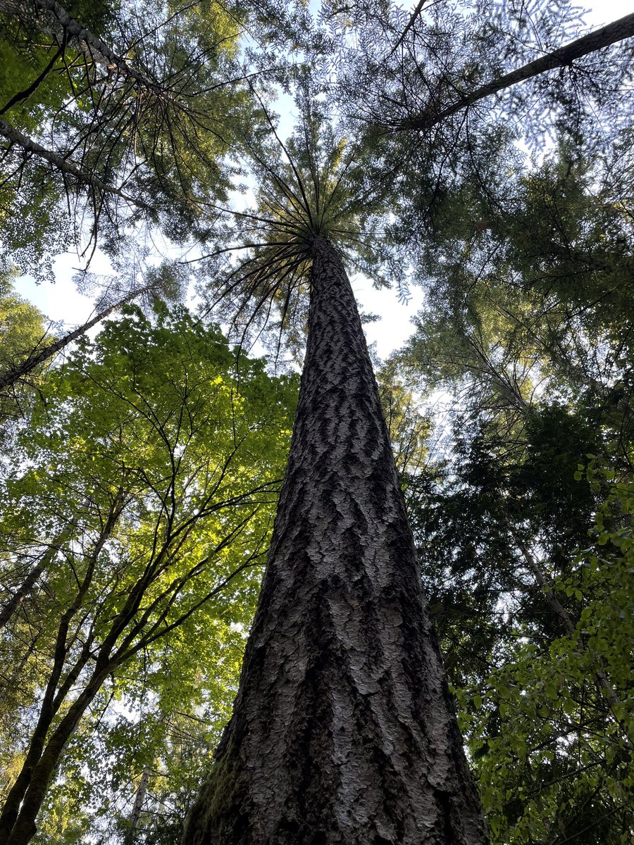 s_nutkin's tweet image. Keep learning. Keep growing. The roots of wisdom run deep.

#evolve #adapt