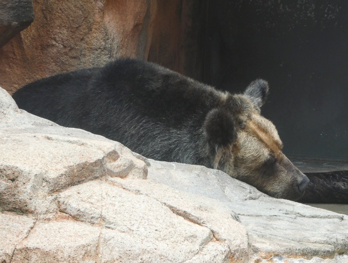 お外サトエさんお久しぶり！

けど滝が流れ出したら途端に引きこもりになりました😂

#王子動物園